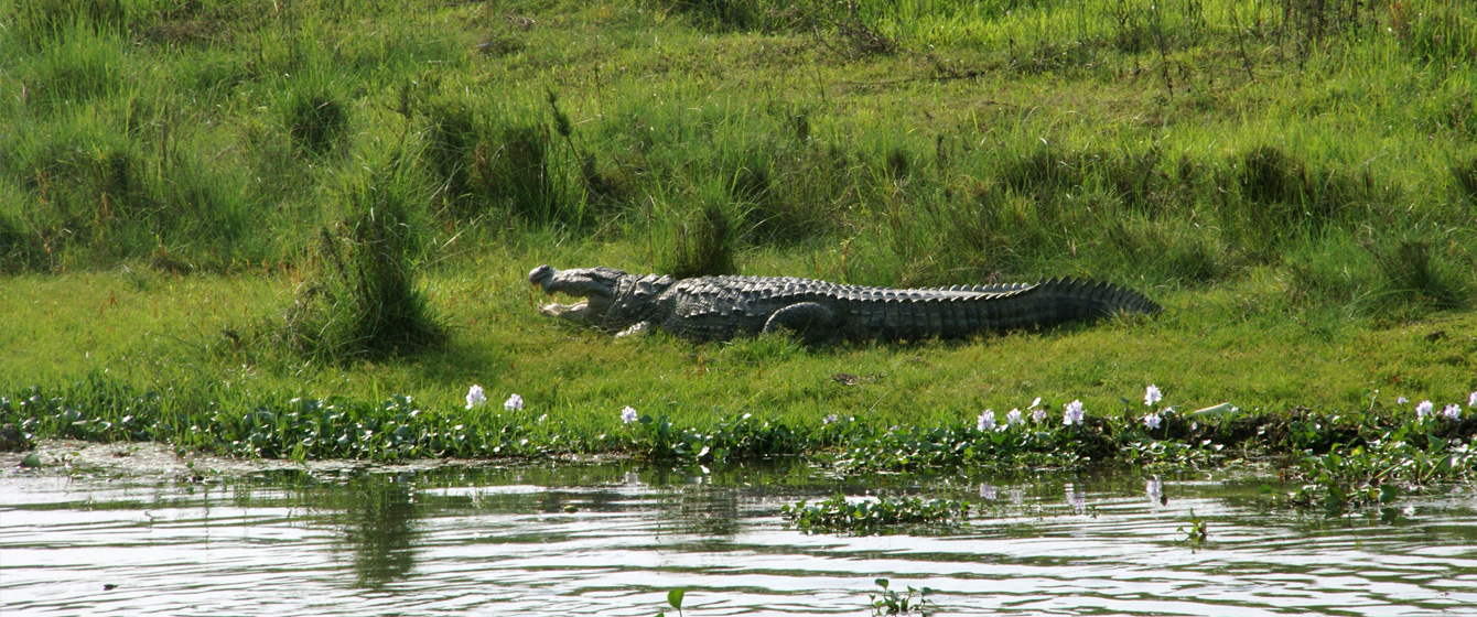 Chitwan Tour