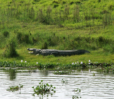 Kathmandu Pokhara Chitwan Nagarkot Tour