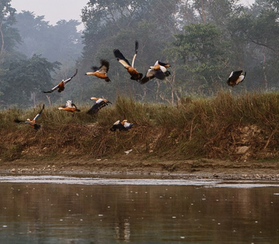 Koshi Tapu National Park Tour
