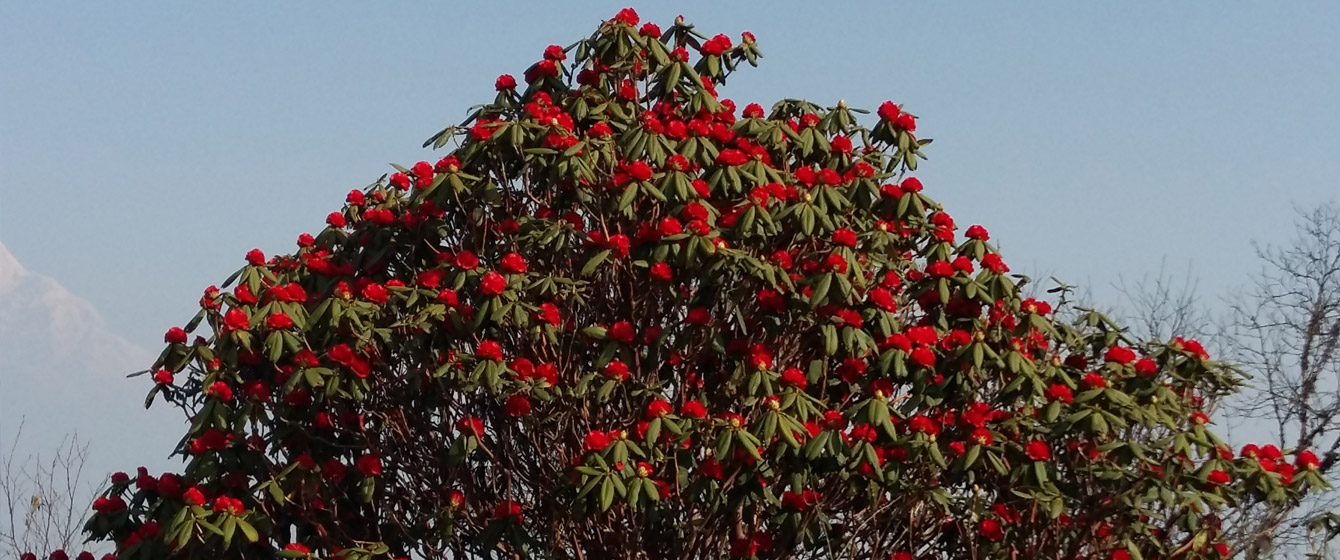 Rhodendron in Annapurna