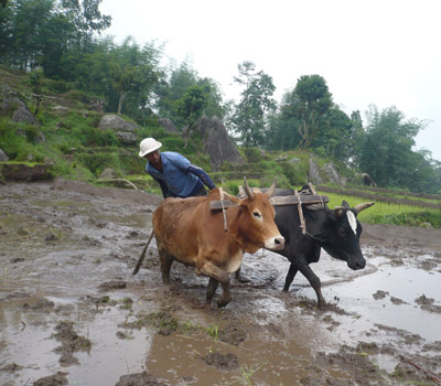 Village Tour in Nepal (Ghale Gaun Tour)