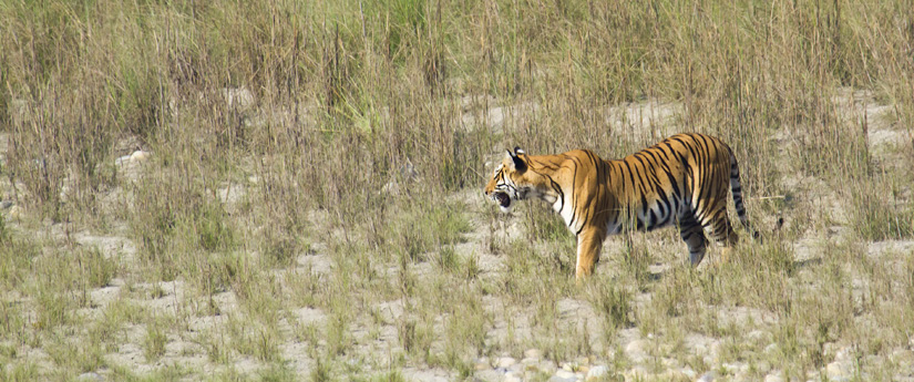 Bardia National Park Tour