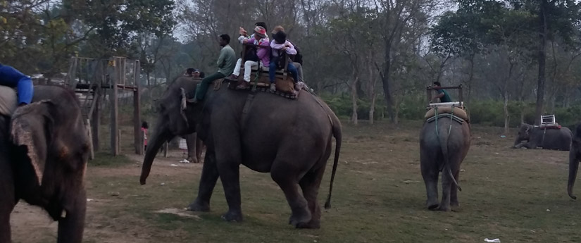 Chitwan Tour