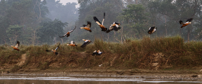Koshi Tappu Tour