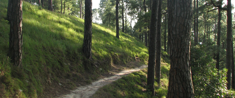 Shivapuri Nagarkot Trek